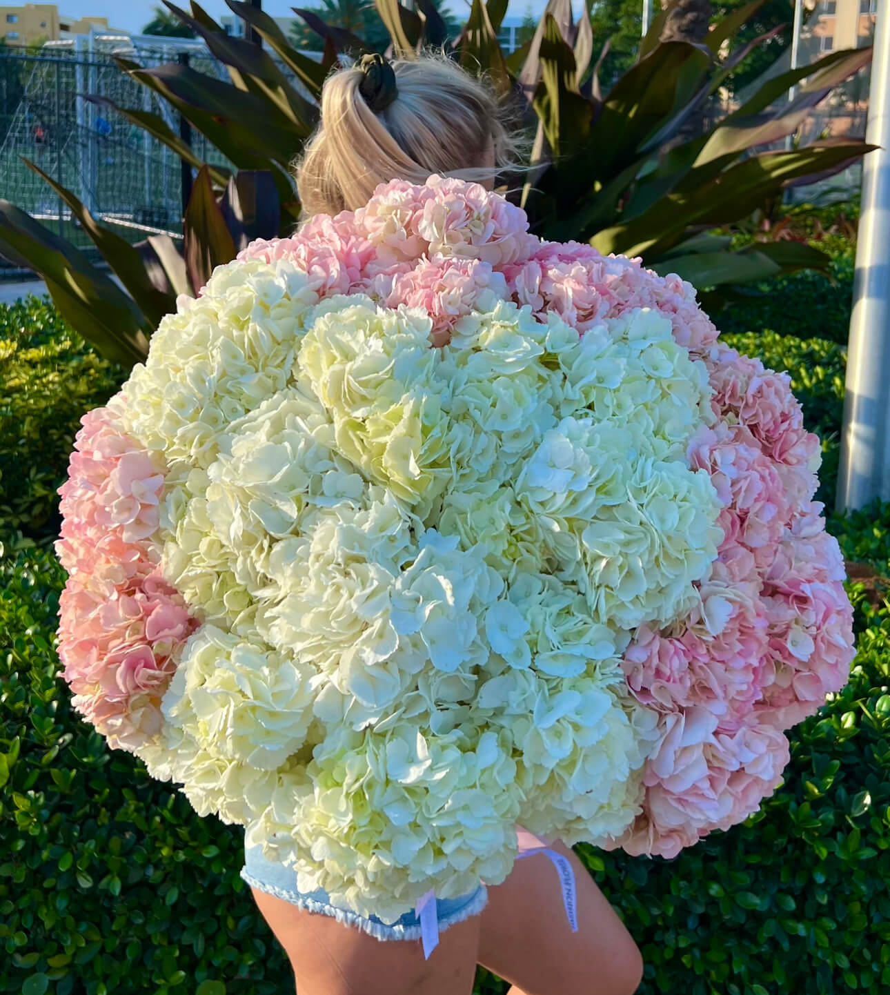 A close-up of hydrangeas in soft tones – cloud at sunrise luxury floral composition.