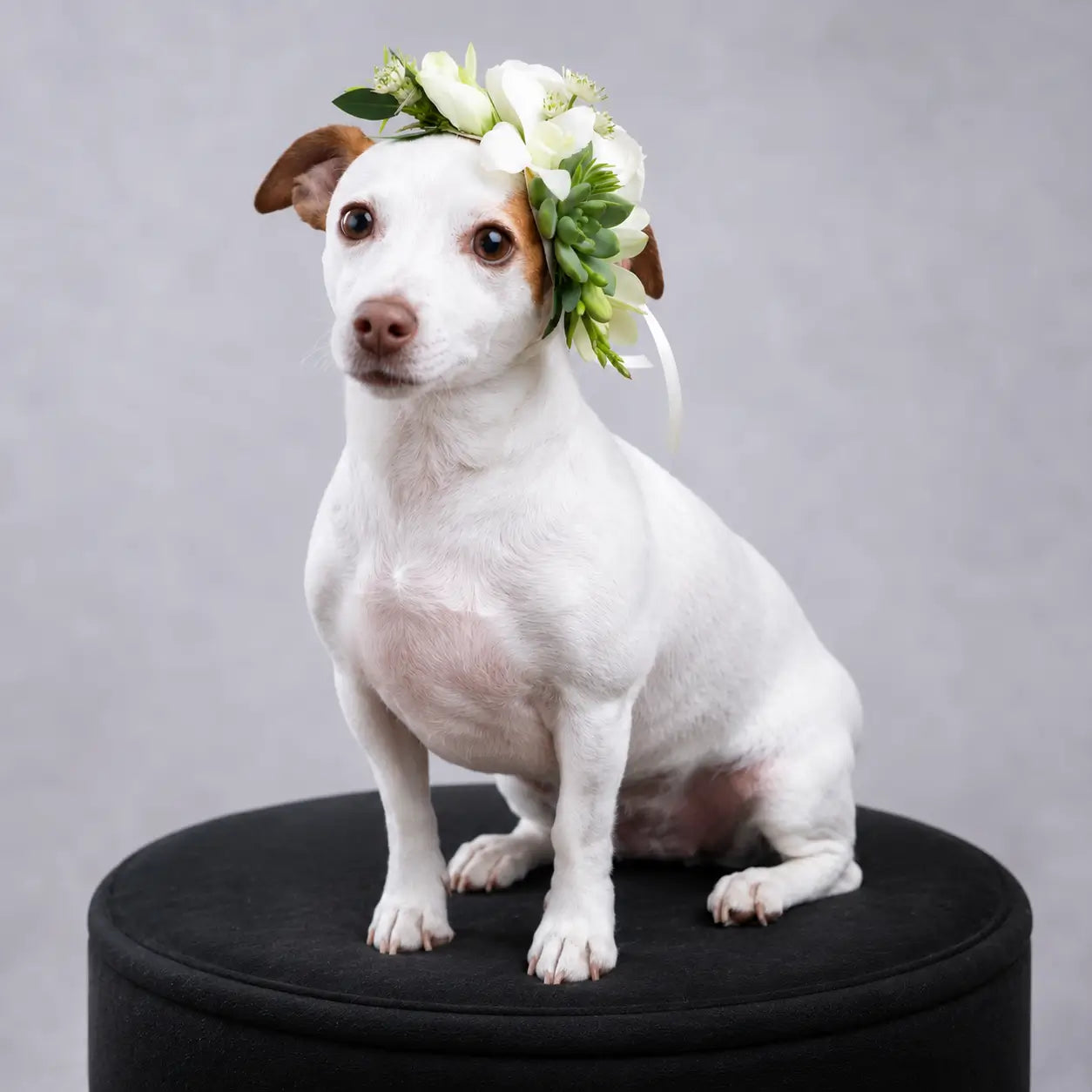 Elegant floral pet portrait featuring a dog wearing a handcrafted white flower crown from the Pets Are Our Family™ collection by Miami Flower Delivery.